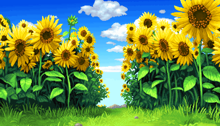 Sunflower Field