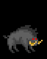 Boar