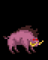 Boar