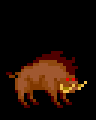 Boar