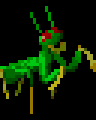 Gottesanbeterin / Praying Mantis