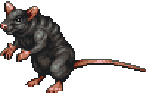 Rat