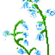Arkania - Flowers