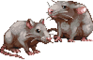 Rat