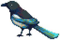 Birds Magpie
