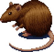 Rodent